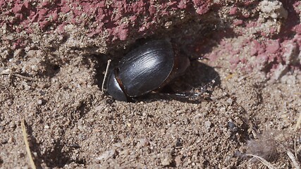 Image showing LArge beetle on the ground