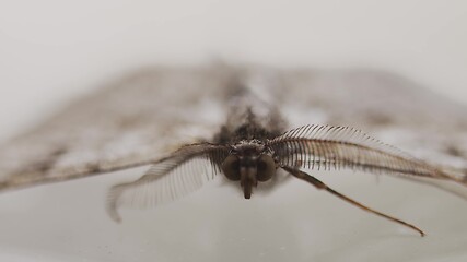 Image showing Closeup footage of moth on the glass