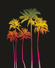 Image showing Magical palms trees at night