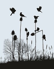 Image showing Tiny Birds on Thistles in Autumn