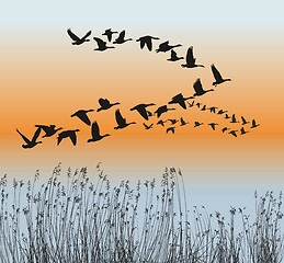 Image showing Spring goose migration