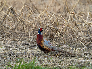 Image showing Common Pheasant in Field, looking Back