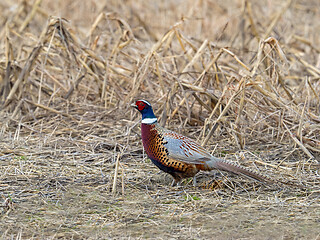 Image showing Common Pheasant in Field