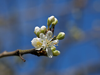 Image showing Plum Blossom Buds