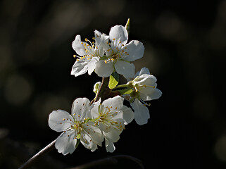 Image showing Plum Blossom