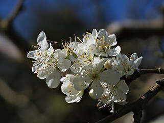 Image showing Plum Tree Blossom