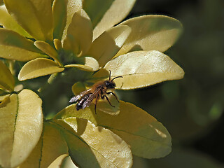 Image showing Solitary Bee