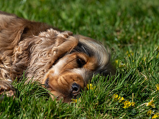 Image showing Cocker Spaniel Sunbathing