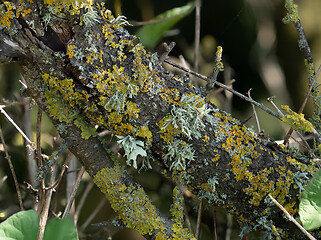 Image showing Lichens on Tree