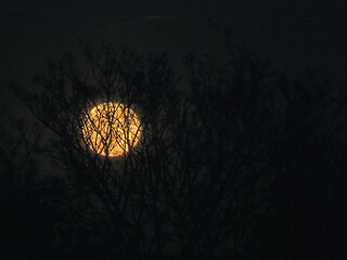 Image showing Moon and Trees