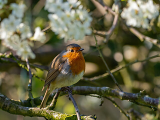Image showing European Robin in Dappled Sunlight