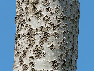 Image showing White Poplar Bark with Lenticels