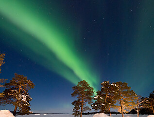 Image showing Aurora Borealis and Trees