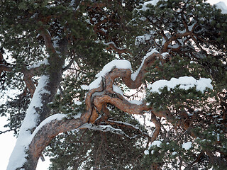 Image showing Pine Tree Branch and Snow in Finland