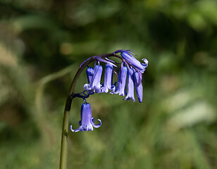 Image showing Bluebells in Sunlight