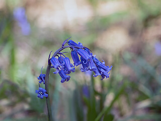 Image showing Bluebells in Shade