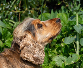 Image showing Cocker Spaniel Looking Up