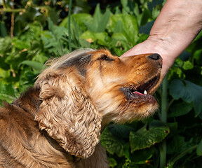 Image showing English Cocker Spaniel Being Petted