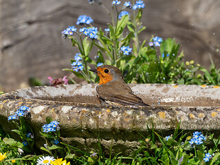 Image showing European Robin Bathing in Birdbath