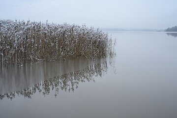 Image showing reeds on the lake in winter