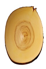 Image showing a cut of a tree with growth rings on a white