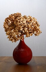 Image showing dry hydrangea in a red vase on a table