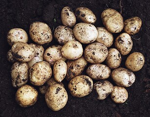 Image showing freshly dug potatoes completely fill the frame