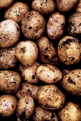 Image showing freshly dug potatoes