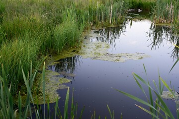 Image showing overgrown pond, green mud