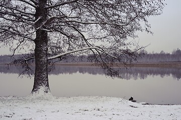 Image showing landscape with tree by the lake in winter