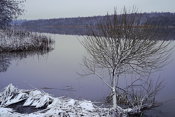 Image showing landscape with tree by the lake in winter