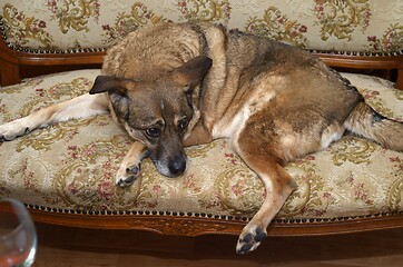 Image showing mongrel sad dog lies on a vintage sofa