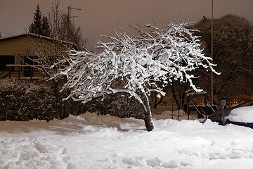 Image showing tree covered with snow in the yard near the parking