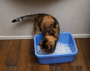 Image showing cat buries poop in the litter box