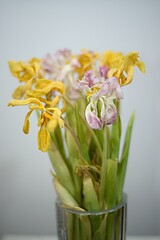 Image showing beautiful withered dry tulips in a vase on neutral backdrop