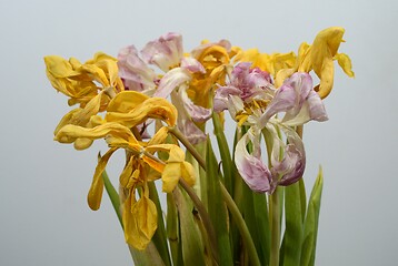 Image showing beautiful withered dry tulips on neutral backdrop