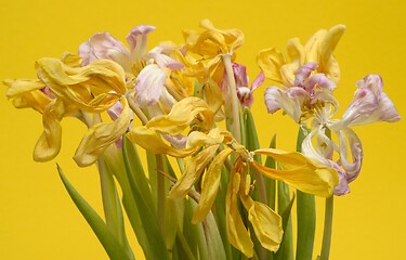 Image showing beautiful withered dry tulips on yellow backdrop