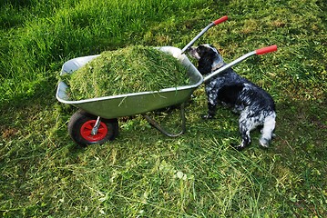 Image showing wheelbarrow on a lawn with fresh grass and a spaniel 