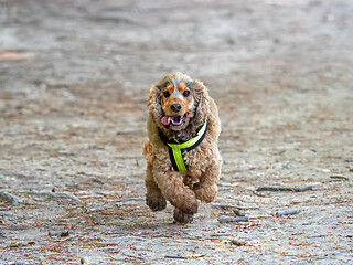 Image showing Cocker Spaniel Running