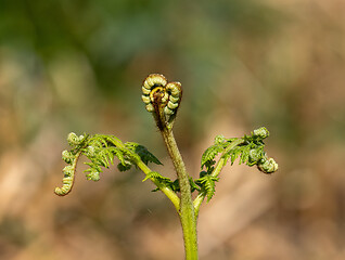 Image showing Common Bracken Frond Unfurling