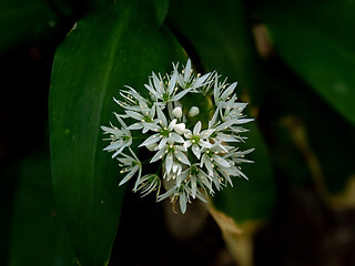 Image showing Wild Garlic or Ramsons