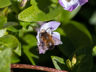 Image showing Hairy Footed Flower Bee Male 