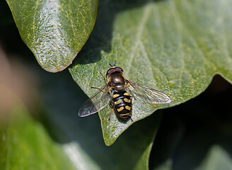 Image showing Hoverfly Eupeodes luginer on Ivy Leaf