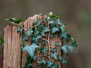 Image showing Ivy Growing over Wood Post