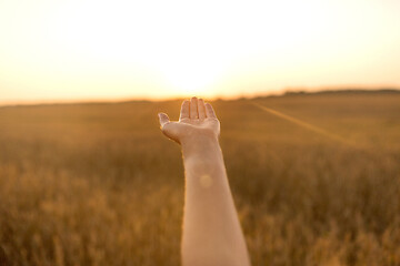 Image showing hand of young woman on cereal field