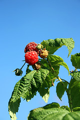 Image showing Raspberry