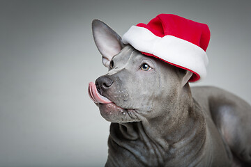 Image showing thai ridgeback puppy in xmas hat