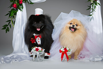 Image showing dog wedding couple under flower arch