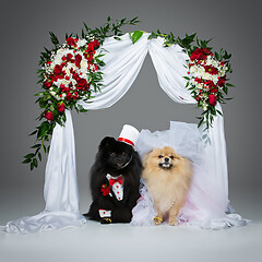 Image showing dog wedding couple under flower arch