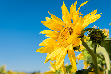 Image showing Sunflower against a blue sky with bee